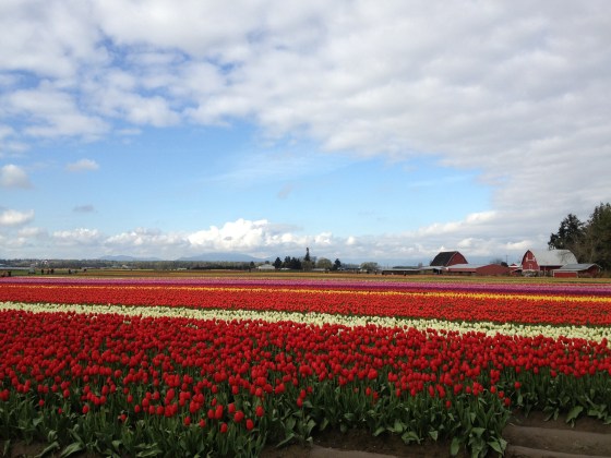 Tulip fields