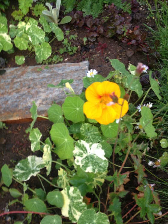 nasturtiums 1