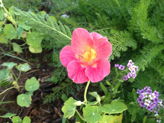 More nasturtiums 