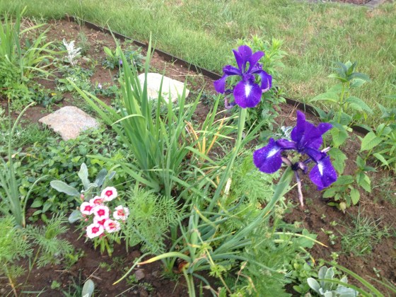 Siberian iris and dianthus