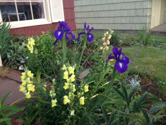 More siberian iris