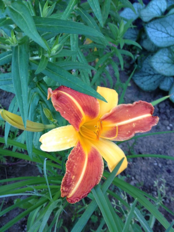 orange lily