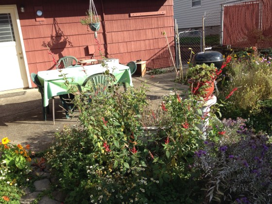 Pineapple sage in bloom