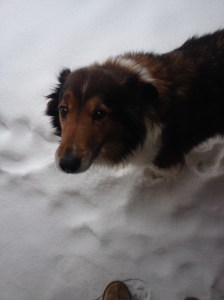 lily in the snow