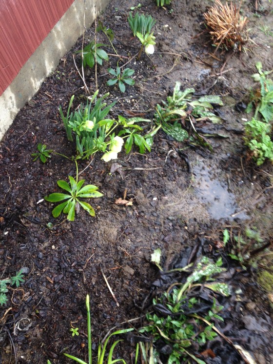 Hellebore and daffodils