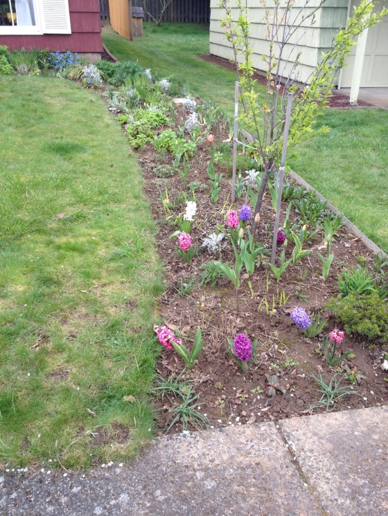 Side yard hyacinth