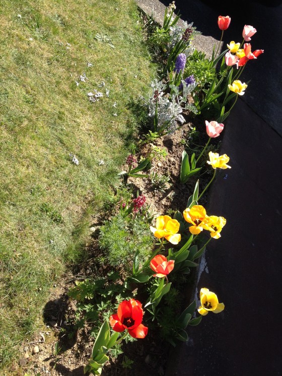 along the front patio