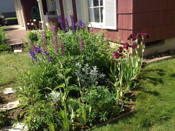 Iris and lupin again