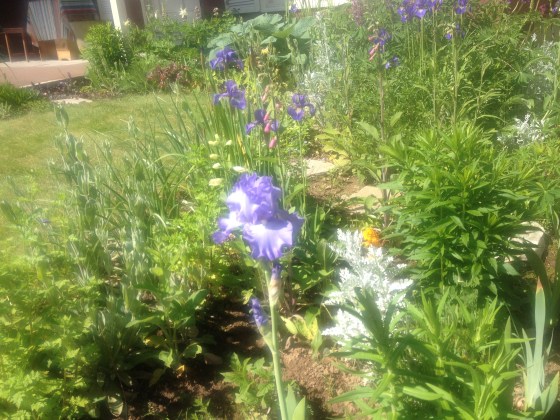 iris and foxglove