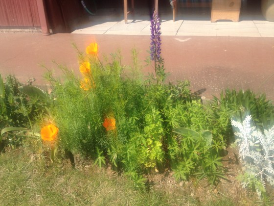 poppies and lupin