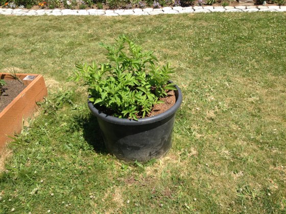 potato pot