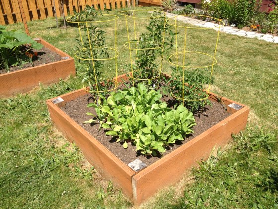 tomatoes and radishes