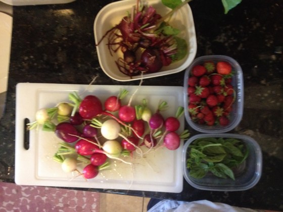 radish harvest