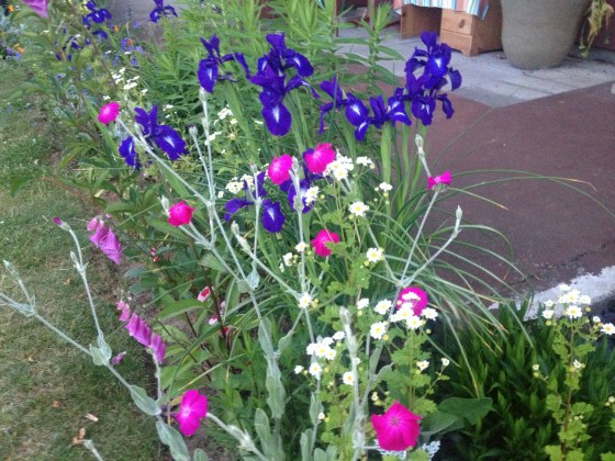iris and mom  daisies