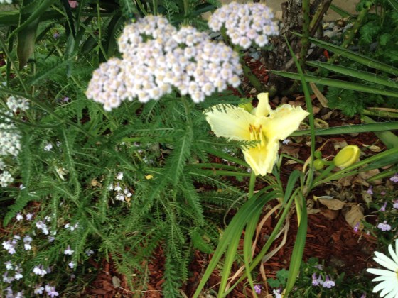 Yellow yarrow