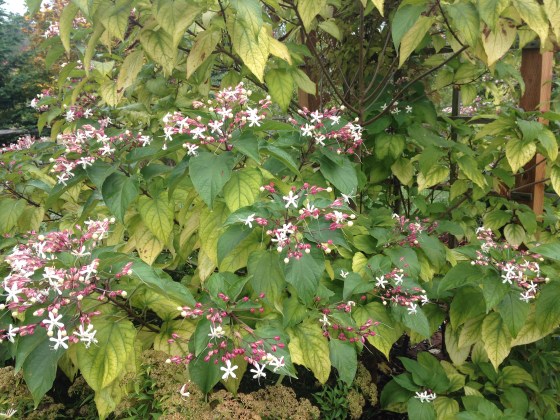 clerodendron