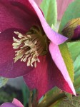 Hellebore