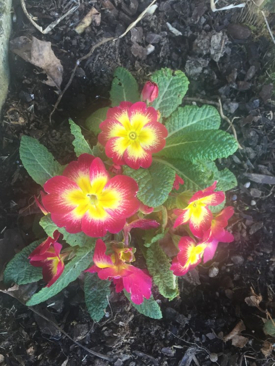 Red primrose
