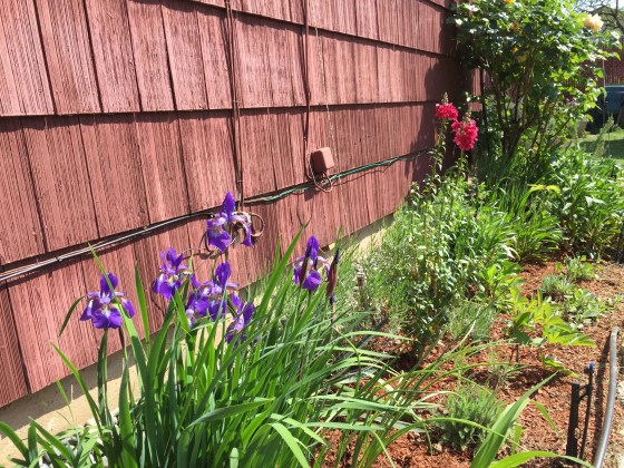 iris and snap dragon