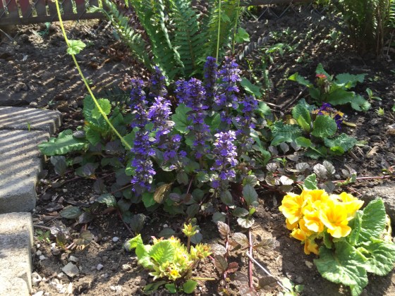 Ajuga