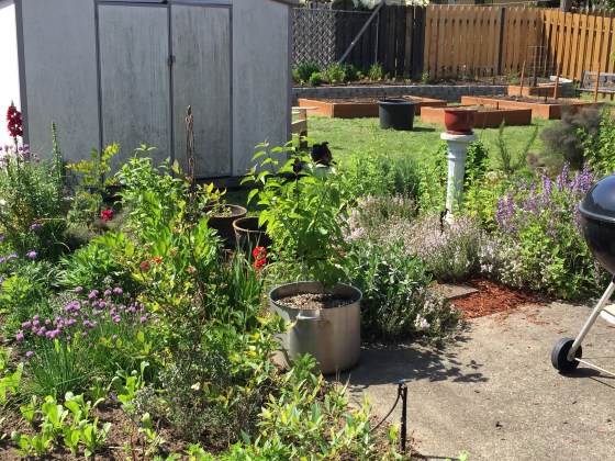 Herb garden