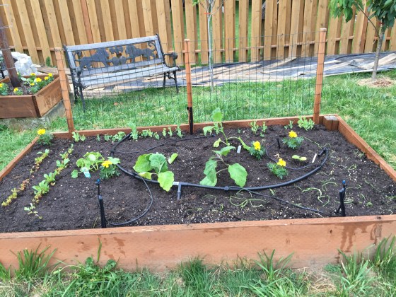 Eggplant winter squash beans and peas