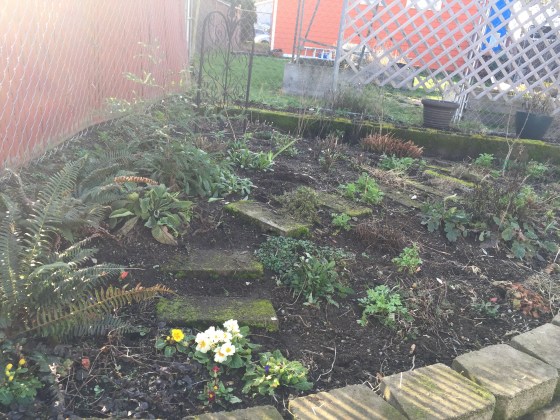 This bed seems to be the most lively. Especially excited to see the redwood getting so big.