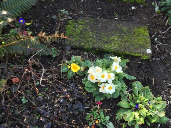 Primrose are blooming! So cute!