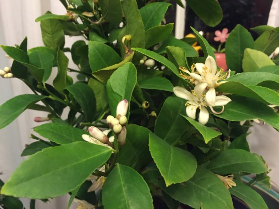 I finally bought a lemon tree. It's confussed about where we live and is blooming. Unfortunately, I wanted it smell crazy good but it doesn't/